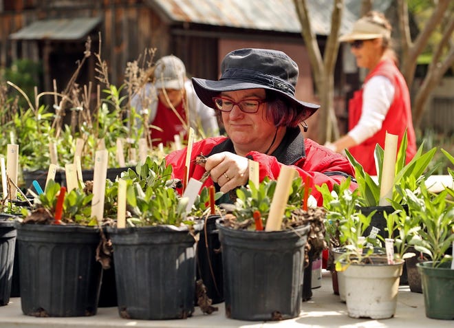 Paula Marques prunes plants as she helps set up for the 37th annual Native Plant Sale in the Kentuck Courtyard Friday, April 1, 2016. The sale is presented by the George Wood Chapter of Alabama Wildflowers Society and will be Saturday from 8 a.m. to 2 p.m. [Staff photo/Michelle Lepianka Carter]