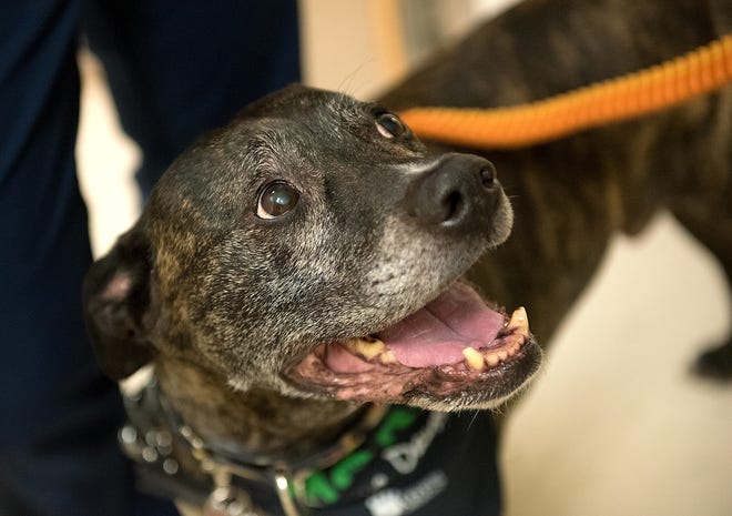 Eli, a 12-year-old pit bull and French bulldog mix from Lower Southampton has been entered in the American Humane Hero Dog contest by his owner Alison Gottlieb. [BILL FRASER / STAFF PHOTOJOURNALIST]