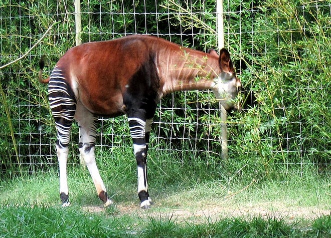 Habitat destruction caused by human settlement and logging has pushed the okapi, also known as the forest giraffe or zebra giraffe, to near extinction. The Sedgwick County Zoo is trying to increase numbers of endangered and threatened species such as the okapi. [Wayne Anderson]