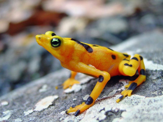This undated photo provided by Corinne Richards-Zawacki in March 2018 shows a healthy golden frog in the streams of Panama. A deadly fungal disease devastated amphibians in Central America more than a decade ago, quieting some mountain streams. But new research released on Thursday, March 28, 2018 shows evolution may have saved the day and the frogs. (Corinne Richards-Zawacki/via AP)