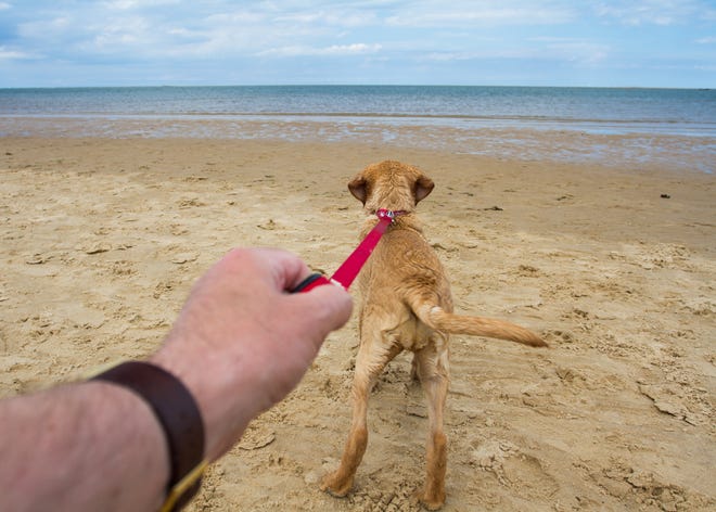 Training your dog to walk at your side on a slack leash is important because, in your dog’s head, whoever leads on the leash is the real boss. [ISTOCK]
