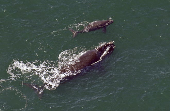 In this 2009 file photo, a female right whale swims at the surface of the water with her calf a few miles off the Georgia coast. (John Carrington/Savannah Morning News via AP, File)