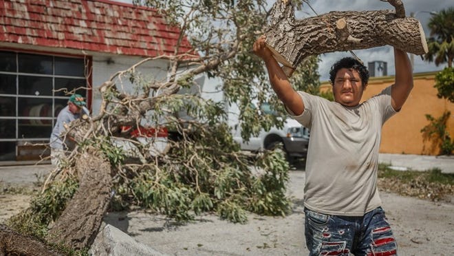 Cleanup will continue for several days following the tropical storm force winds and several tornadoes spawned by Hurricane Irma in central Palm Beach County, Fla. on Sunday. Adrian Mendez, Lake Worth, hauls away a log as a tree is cleared in outside Advanced Auto and Exhaust Repair in Lake Worth, Fla., on Tuesday, September 12, 2017. (Thomas Cordy / The Palm Beach Post)