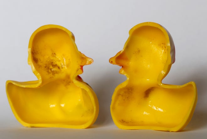 A rubber duck is cut open to reveal “dense growths of bacteria and fungi.” [FERDINAND OSTROP/AP]