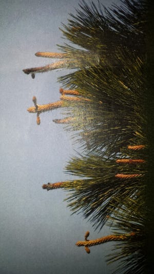 Blooms on the 'Pine Tree Cross' resemble a cross. [CONTRIBUTED PHOTO]