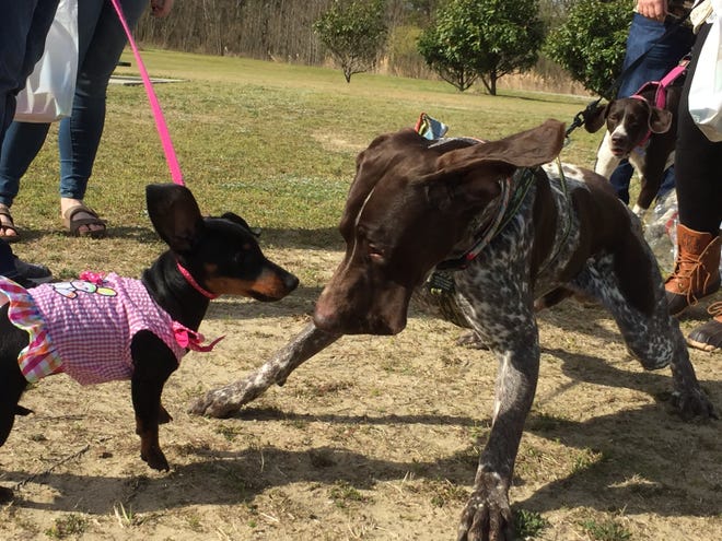 Daisy, left, and Schatten Jager, right, play at the Kinston Dog Park on Saturday after the inaugural Paws in the Park Easter Egg Hunt, hosted by Lenoir County Rotaract. Photo by Dustin George / The Free Press