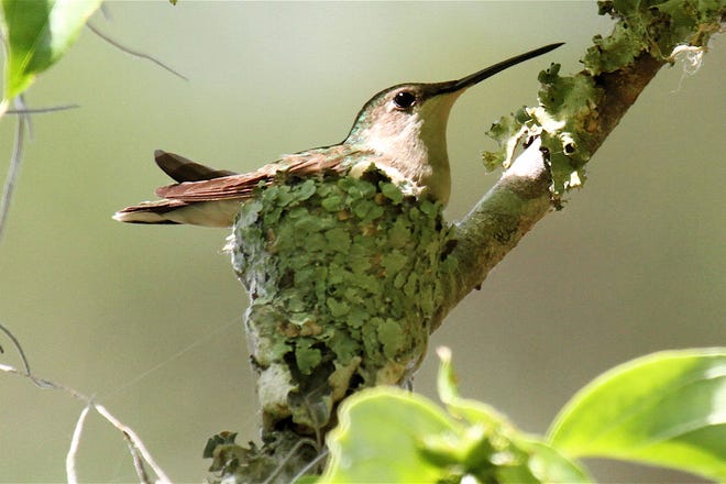 Yards with native plants are easier and cheaper to maintain, and attract more butterflies and birds such as this ruby-throated hummingbird. Audubon's April 2 program at Halyburton Park will offer help for residents seeking landscaping alternatives. [CONTRIBUTED PHOTO]