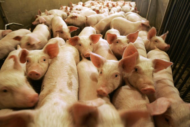 Ohio pork is one of the U.S. agricultural products facing tariffs from China, imposed in response to the Trump administration's tariffs on some of China's products. [File photo]