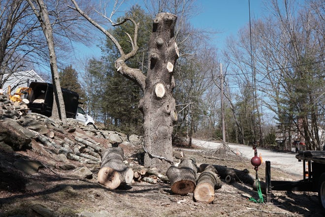 The historical tree on Moswansicut Lake Drive in Scituate was 17 feet around at the base. [The Providence Journal / Sandor Bodo]
