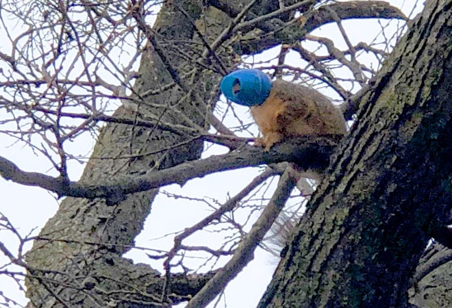 A squirrel with its head stuck in a blue plastic Easter egg was rescued from its fate Friday morning when an animal control officer recruited firefighters to help in its capture in the 100 block of North Ohio Street. [PHOTO COURTESY OF LINDSAY GARBER]
