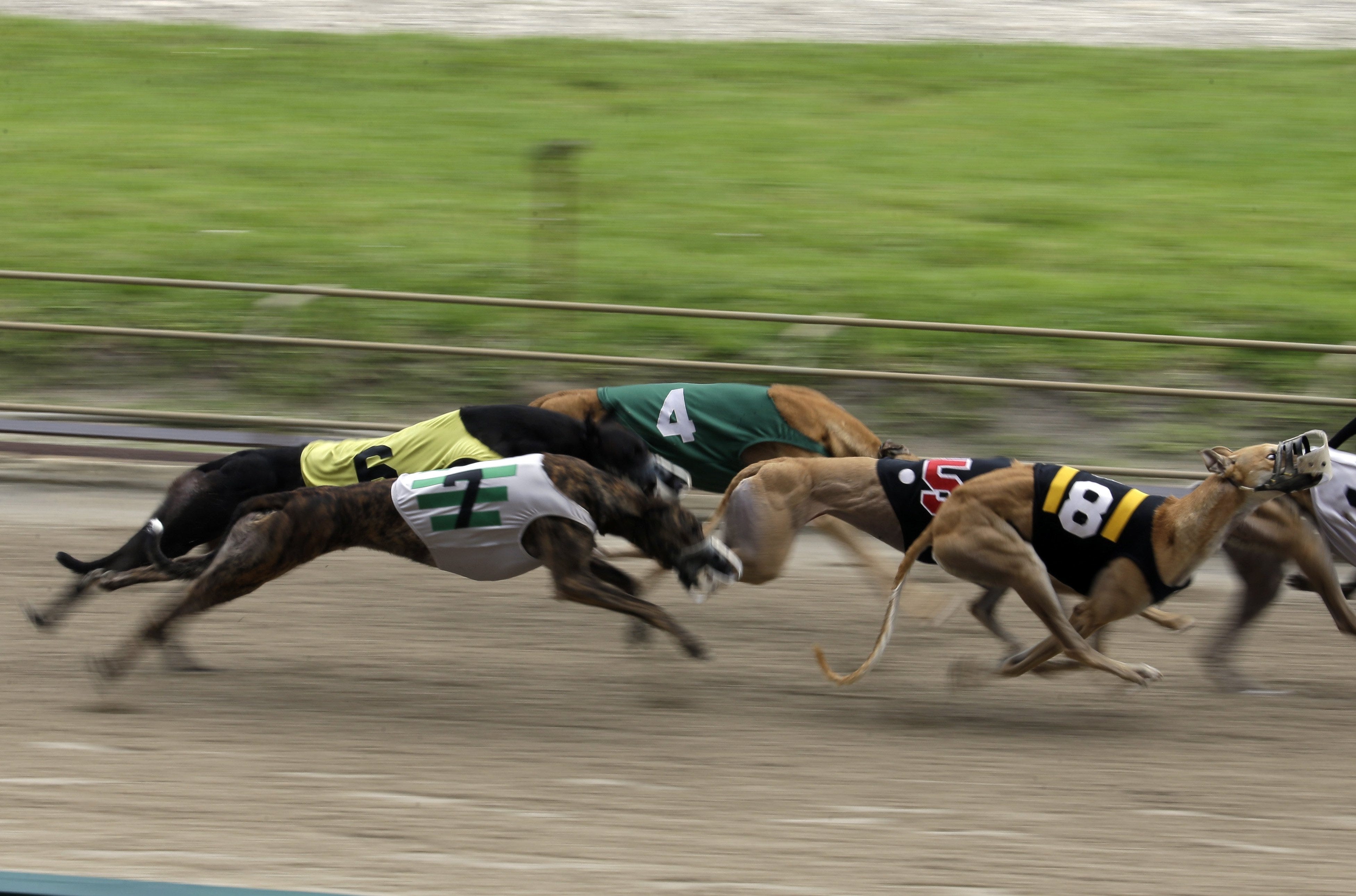 How Many Dog Tracks Are In Florida