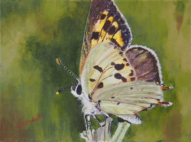 Painting of a Hermes Copper butterfly, a rare insect found only in an area of California.