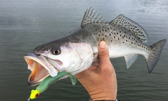 Speckled trout is one of the backwater species eligible for the CCA-Sarasota BBQ and All-Release Challenge tournament slated for Saturday, April 28. The other two species are snook and redfish. [FILE PHOTO]