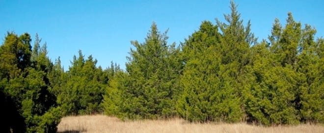 Why Oklahoma Legislature should focus on red cedar tree infestation