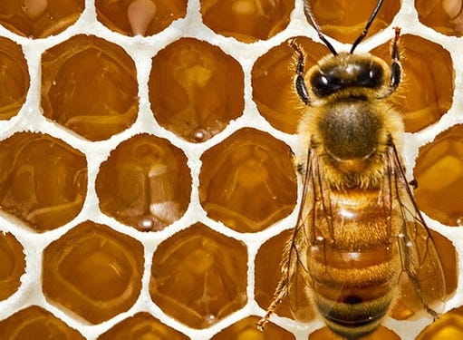 Local honey will be available to sample at an "Intro to Beekeeping" event at Frerichs Farms in Warren on Saturday. [Newport News Daily Press / Peter Ostrowski]