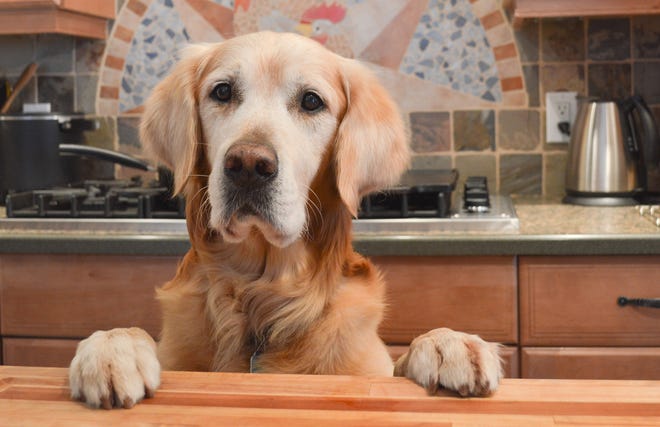Got a counter surfer? Never feed your dog while prepping food or when you’re eating. The subordinates in the pack never participate in the "kill" and Max understands this paradigm on a primal level. [ISTOCK]