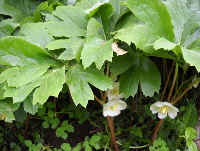 The mayapple produces dainty flowers and edible fruit. [Courtesy of Henry Homeyer]