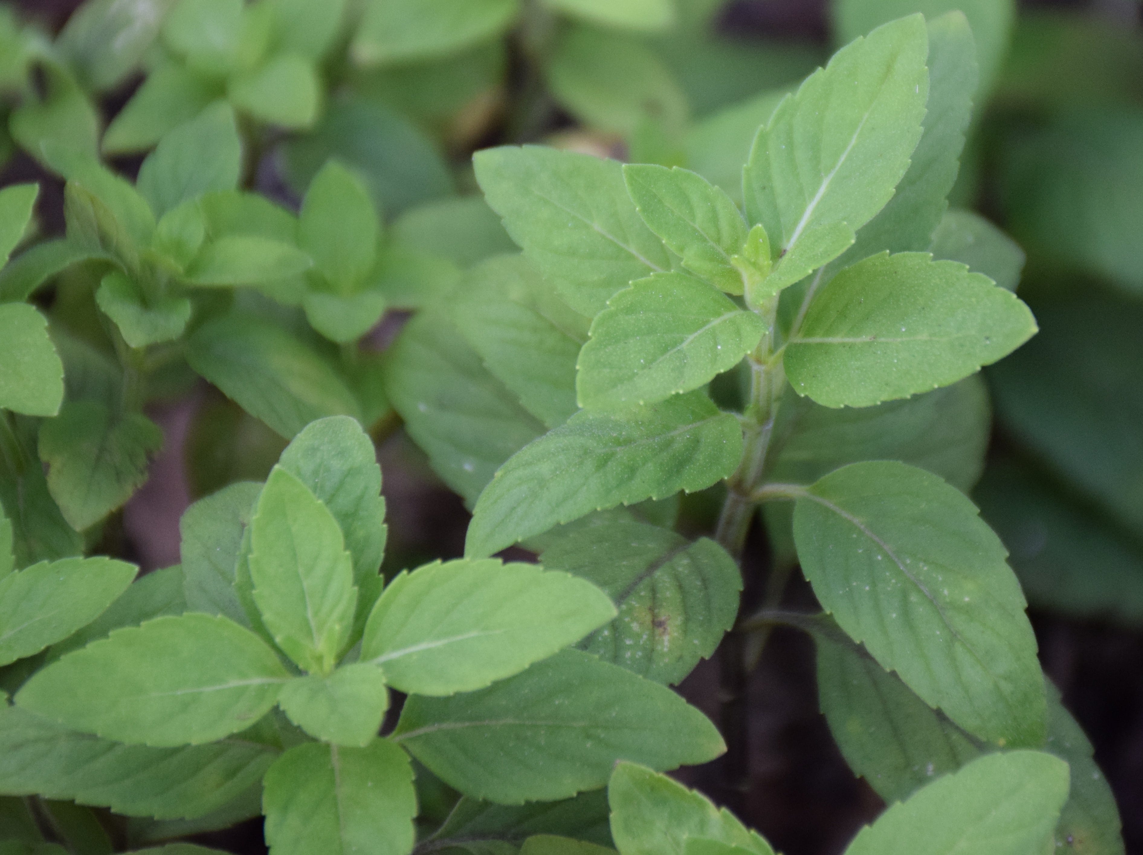 The list of 10+ Benefits of growing mint outdoors 2 Growing mint in Florida takes patience, shade