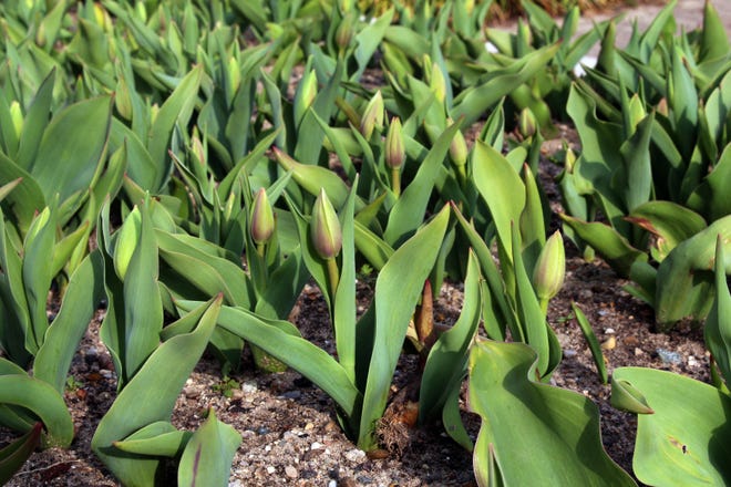 Budding tulips are just beginning to be seen on Eighth Street in downtown Holland. [Sydney Smith/Sentinel Photo]