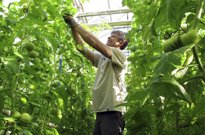 In this April 2, 2018, photo, greenhouse manager Oscar Ruiz prunes organic tomato plants growing in a greenhouse at Long Wind Farm in Thetford, Vt. Farm owner Dave Chapman is a leader of a farmer-driven effort to create an additional organic label that would exclude hydroponic farming and concentrated animal feeding operations. (AP Photo/Lisa Rathke)