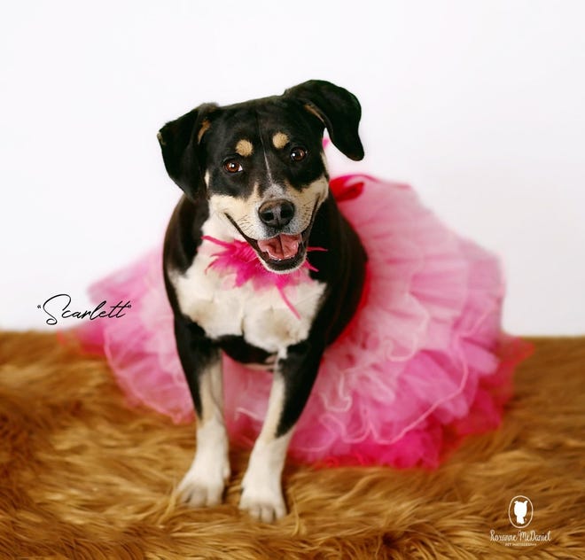 This dog wears a brightly colored skirt as a possibility for the Haven Animal Care Shelter's fundraiser on Saturday.

[Provided by Jessica Kirchner]