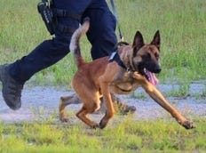 Yarmouth K-9 Officer Sean Gannon's K-9 partner Nero. Gannon was killed in the line of duty. Nero was shot but survived and was released from the hospital. [Courtesy of Yarmouth Police Department]
