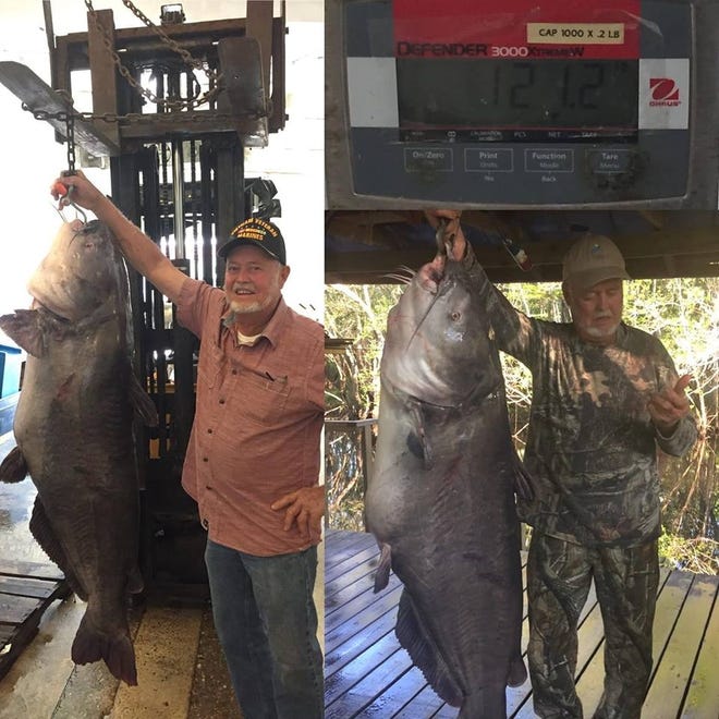 Joel Singletary caught this 121-pound blue catfish on a trot line in the Choctawhatchee River. It shatters the state record of 69.5 pounds but will not go into the books because it was not caught with a rod and reel. [CONTRIBUTED PHOTOS]
