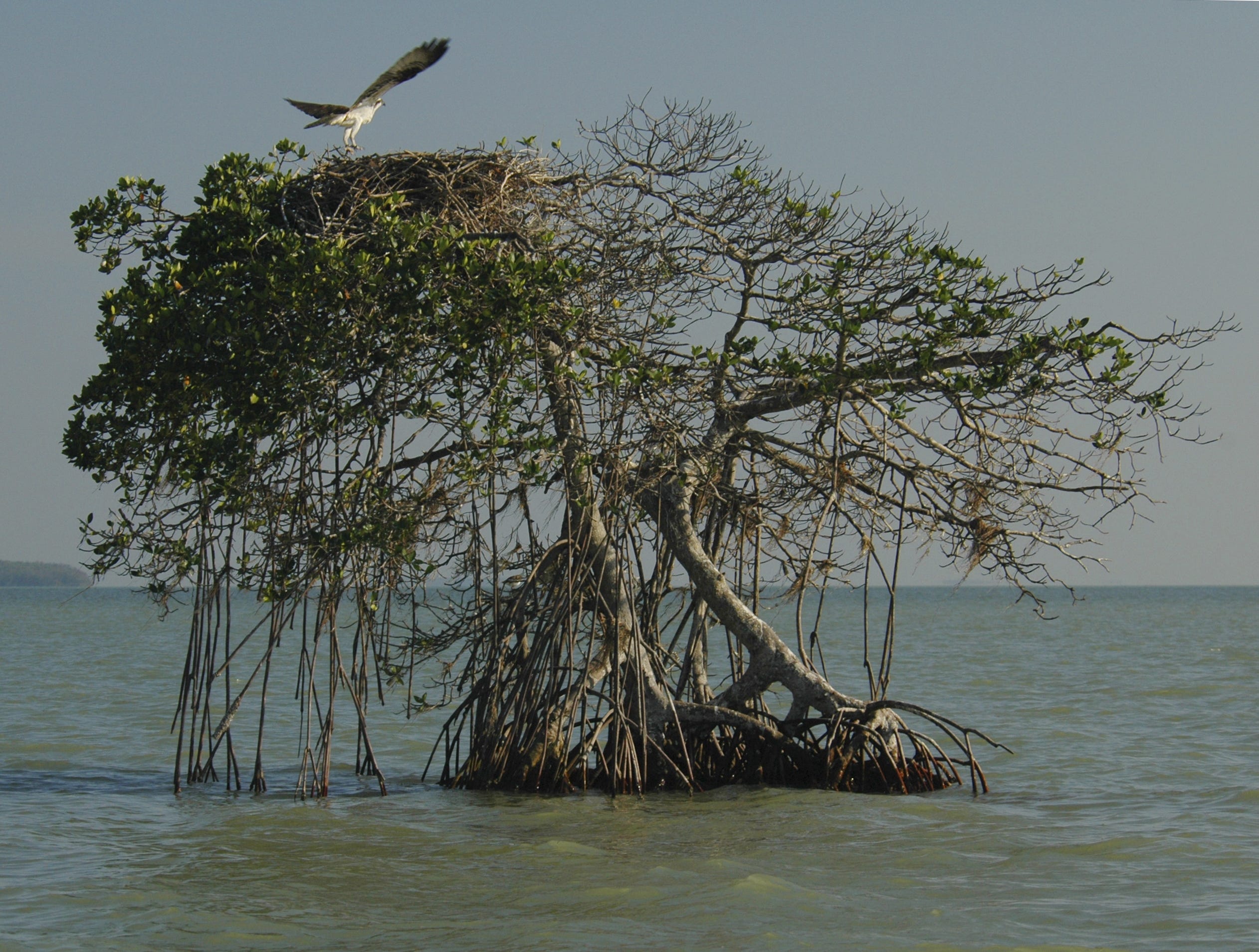 EXTENSION NOTES: Florida mangroves uniquely adapted to coastal habitats