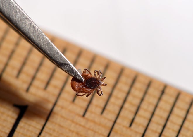 This adult female deer tick is shown at the Erie County Department of Health offices in Erie on April 17, 2018. Cases of Lyme disease, which is spread by deer ticks, have increased significantly in the county in recent years.