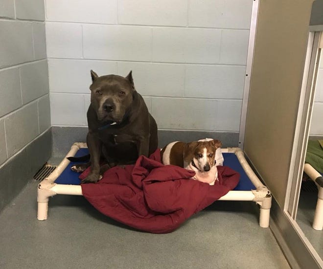 Blue Dozer, a 6-year-old pit bull, and 12-year-old OJ, a dachshund who is blind, were given to the Richmond Animal Care and Control shelter after their owner became homeless and couldn't provide for them. The shelter asked for them to be adopted together. [Richmond Animal Care and Control]