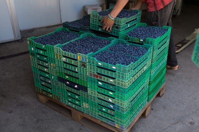Crates of blueberries at a facility in Zarate, Buenos Aires, Argentina, in November 2017. Worldwide, some 1.7 million tons of blueberries were produced last year. [Bloomberg / Erica Canepa]