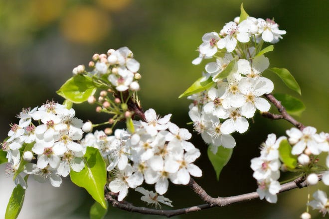 Callery pear blossoms [WIKIMEDIA COMMONS]