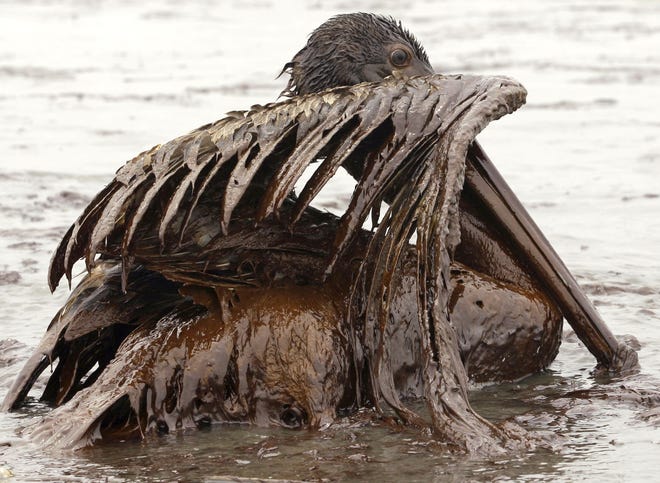 A brown pelican on East Grand Terre Island, La., is drenched in oil more than a month after the April 20, 2010, Deepwater Horizon oil spill began in the Gulf of Mexico. [Associated Press, File]