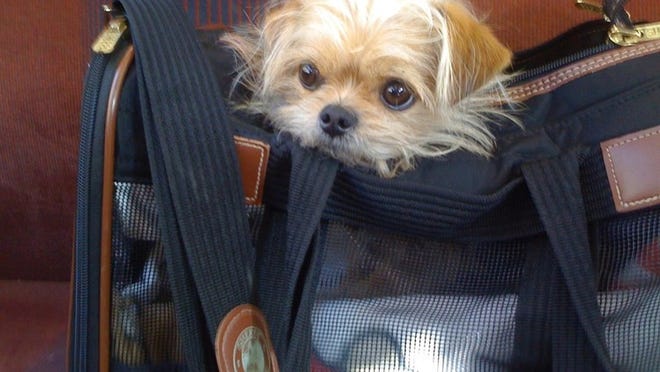 Bobbie and Greg Lindsay’s 1-year-old “rescue pound puppy,” a Brussels/Chihuahua/Lhasa, can’t wait to go away this summer. “If we place Pierre’s dog carrier next to our packed luggage, he will leap inside. Where to is unimportant,” says Bobbie. Courtesy of the Lindsays