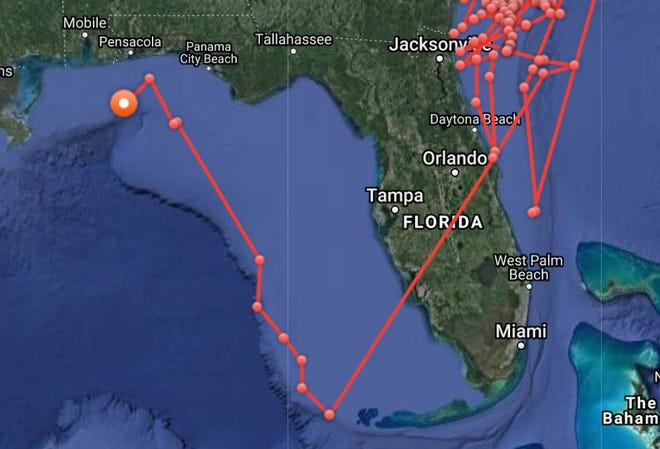 OCEARCH, a nonprofit group that tracks the movements of apex predators in the oceans, recently tracked great white shark Hilton in the Gulf of Mexico, a location he has never "pinged" before. [OCEARCH]