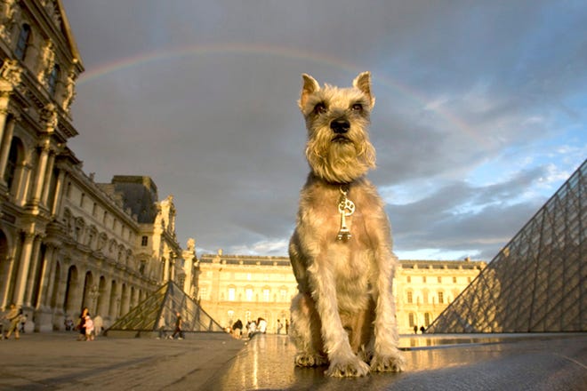 German Schnauzer Pepper is shown at sunset in the courtyard of the Louvre Museum in Paris. [Photo by Harald Franzen via Washington Post]