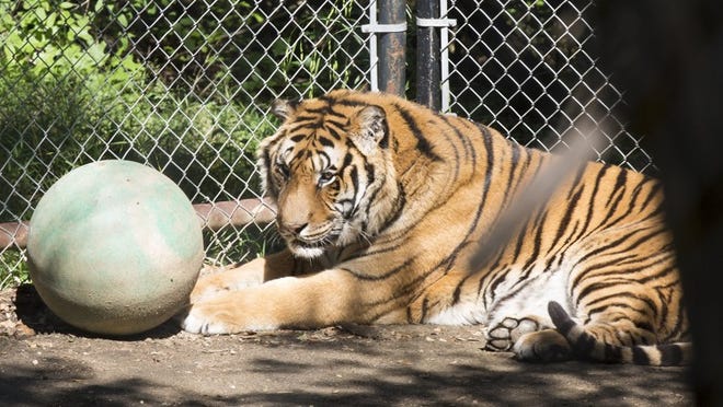 The Austin Zoo has three rescue tigers. Ramah and Christa came from other facilities, and Taj was privately owned and purchased at a truck stop before coming to the zoo. Female Bengal tigers can weigh over 300 pounds and males over 500 pounds. ANA RAMIREZ / AMERICAN-STATESMAN
