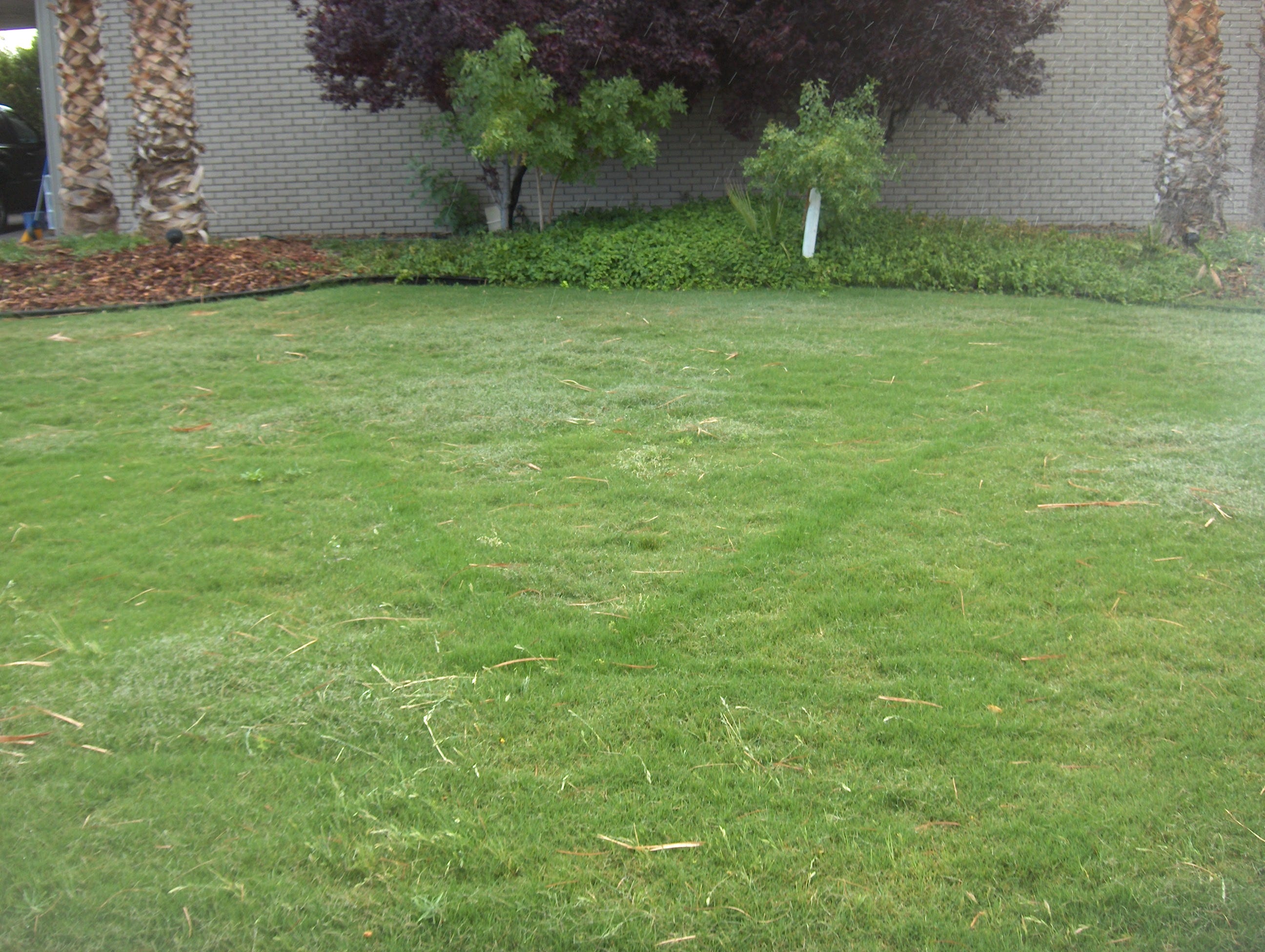 when to apply starter fertilizer when overseeding