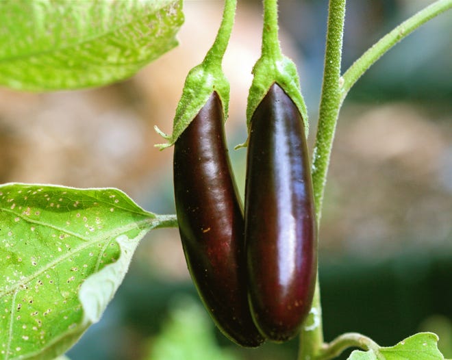 Though commonly thought of as a vegetable, eggplant is a fruit. Florida is one of the top producers of eggplant in the country. [News-Tribune file]