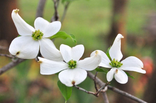 Check dogwood and other flowering trees for borers which usually enter the trunks at the soil line. A preventive control is an application of insecticide applied to the trunk in early May and repeated several times. [PHOTO SUBMITTED BY PAT ROBBINS, MASTER GARDENER]