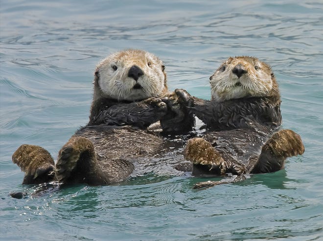 Sea otters holding hands. The sea creature is the subject of the latest book by Rhode Islander Todd McLeish. [Ken Conger]