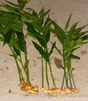 You can grow your own ginger by using the rhizomes you find in the produce section. [UF/IFAS]