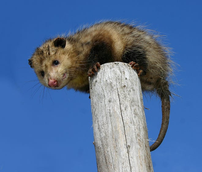 The opossum, (Didelphis virginiana), has plenty of redeeming attributes such as being the only marsupial found in North America and garnishing fifty teeth - the most of our land mammals. [Photo by Rick Koval]
