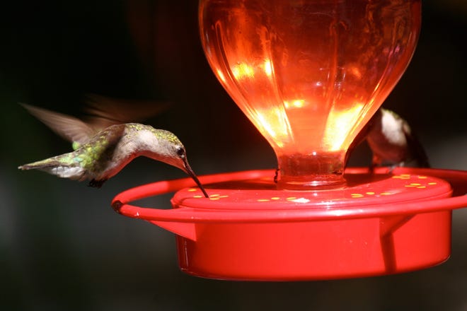 Despite their tiny size, the little birds must eat once every 10 to 15 minutes and feed on over 1,000 flowers per day. Hummingbirds survive on a liquid diet, primarily nectar from flowers or feeders, and are attracted to the color red. [Dean Fosdick, Associated Press]
