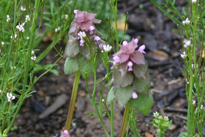Deadnettle (Lamium pupureum) is a winter annual that produces light purple lipped flowers near the top of the plant in early spring. This upright weed has a fibrous root system that makes hand pulling easier. [Submitted]