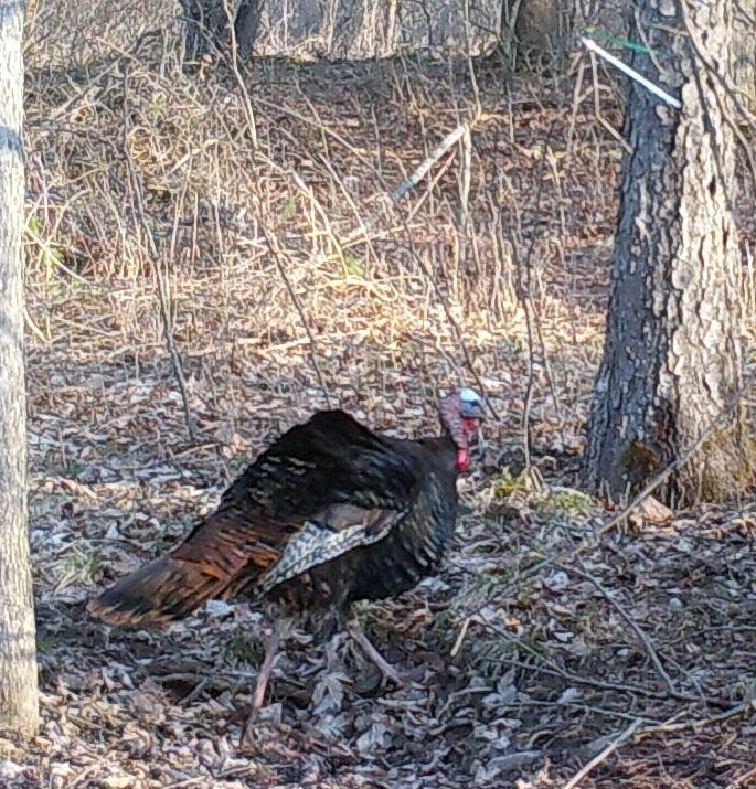 The gobble