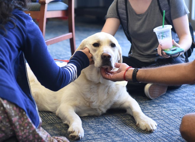 Kent State Stree Free Zone provides snacks, beverages and therapy dogs. Claty, a 3-year-old Labrador golden retriever mix, visits with students.
