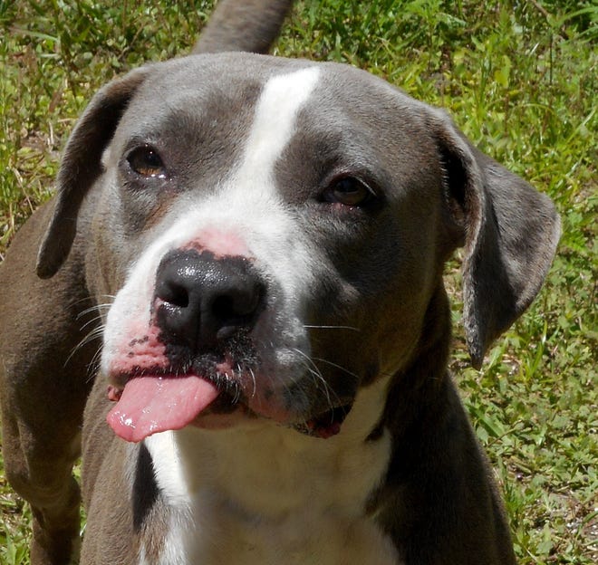 China is a 1 1/2-year-old female pitbull mix.