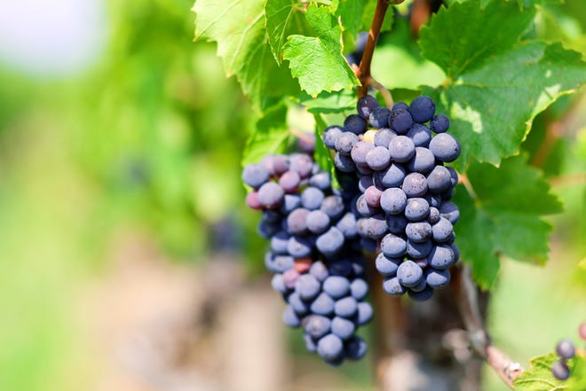 Oregon growers say gamay is easier to grow in a sometimes temperamental climate than notoriously finicky pinot noir, with bigger grape clusters, more juice and a nice acid balance. Jim McGavin, of Walnut Ridge Vineyard near Junction City, calls it a “big, bountiful wine." [iStockphoto]