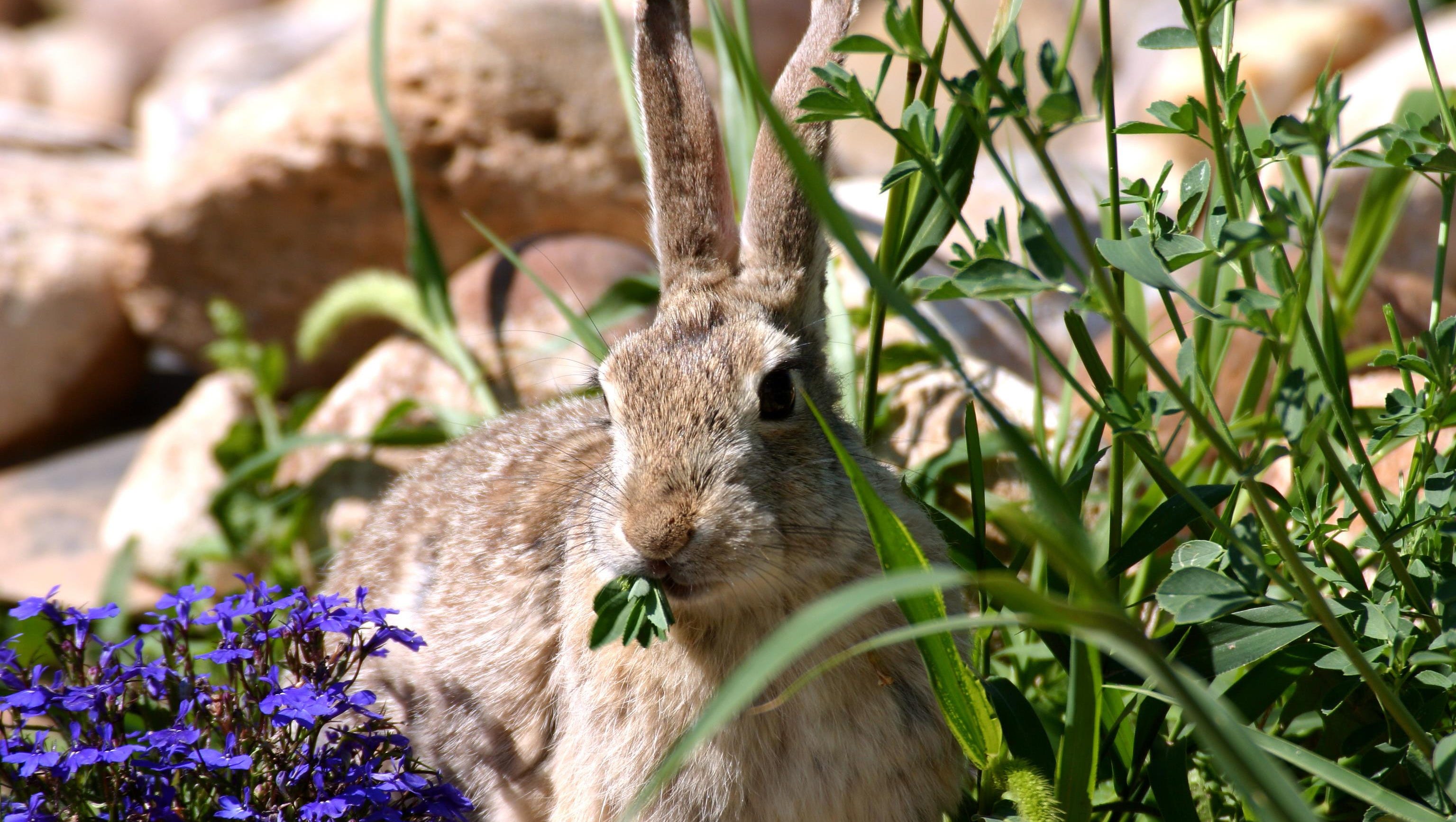 Smart tips to stop rabbits running rampant